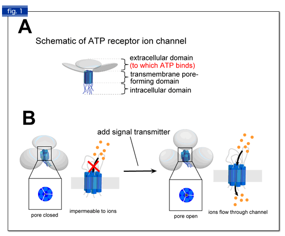 Fig. 1. Schematic illustrations of ATP receptor structure (A) and how it performs its function (B).