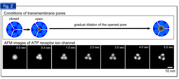 Fig. 2 AFM images of ATP-induced structural changes in ATP receptor.