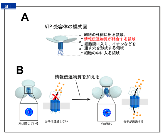 図１：ATP受容体の構造（Ａ)と活性化による変化のメカニズム(Ｂ)