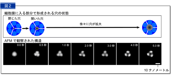 図２：ATP受容体の構造変化のAFM観察像